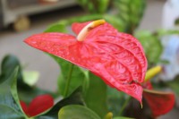 /album/fotogaleria-fotografia-macro/hhhhhh-007-640x480-jpg/